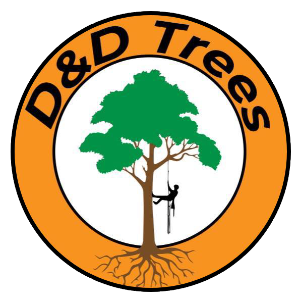 D&D Trees