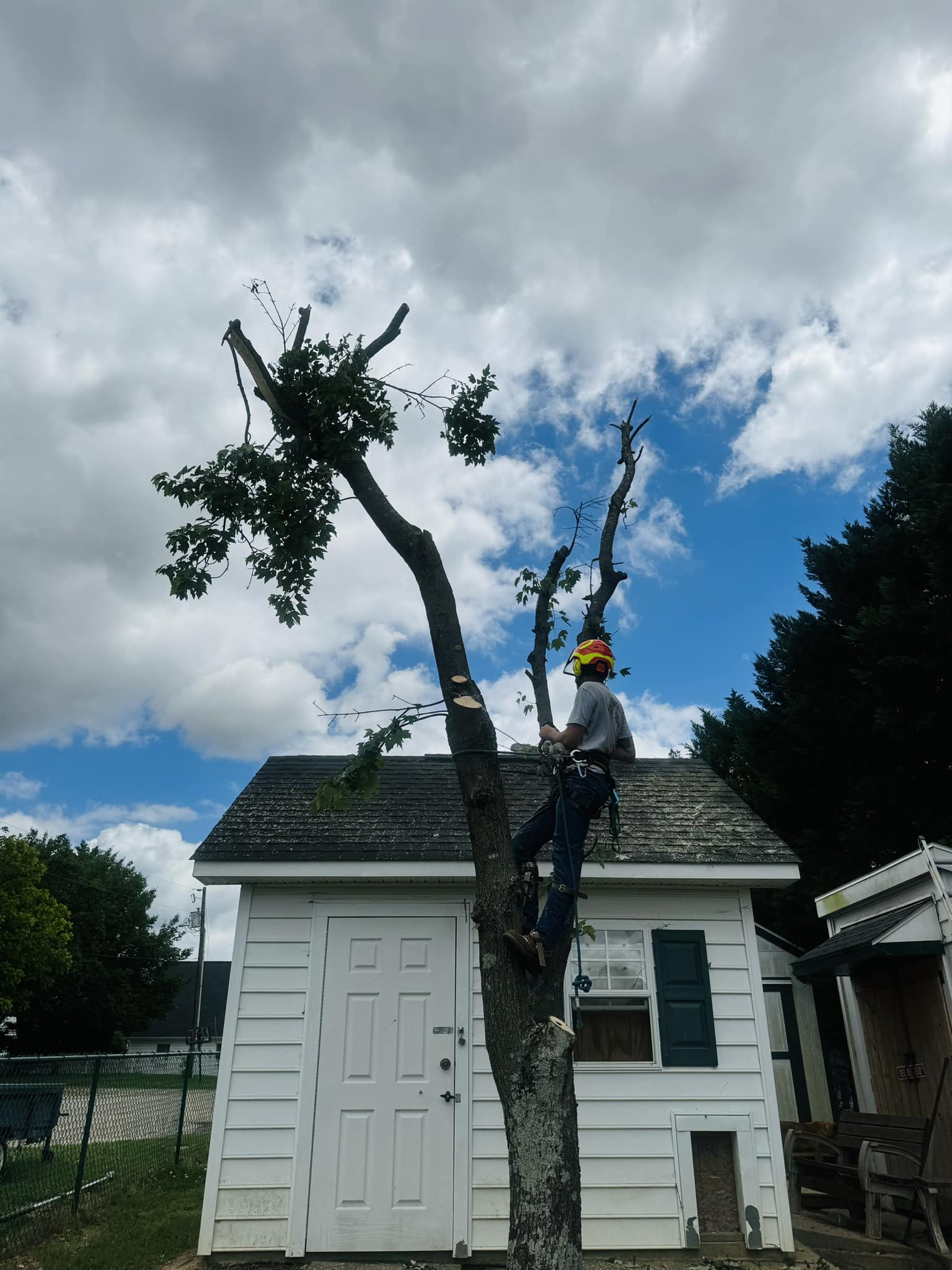 Large Tree Removal