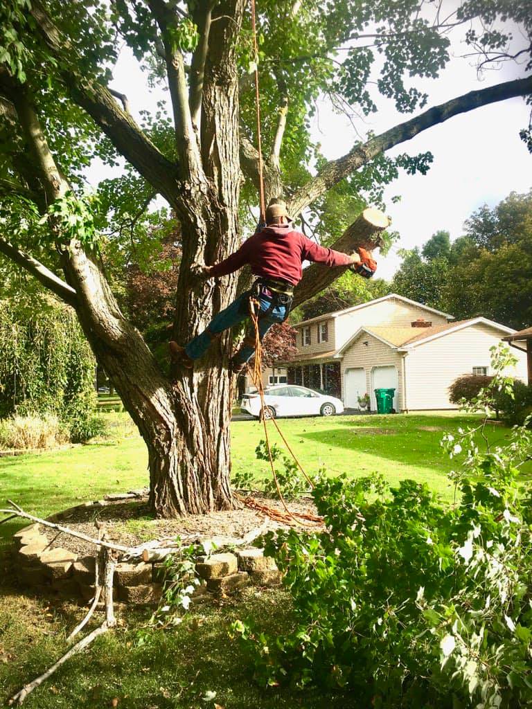 Tree Trimming